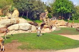 Parc Zoologique Aïn Sebaa